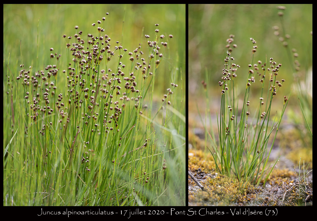 Juncus alpinoarticulatus